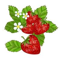 Erdbeeren mit Blättern-Vektor-Illustration. vektor