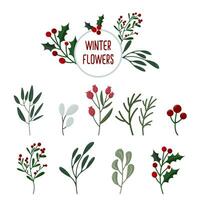 uppsättning av jul växter. vinter- botanisk element packa. festlig xmas dekor design, växt grenar, flora, lövverk vektor