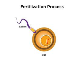 Mensch Düngung ist das Union von ein Mensch Ei und Sperma vektor