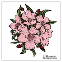 nerium oleander. hand dragen vektor illustration av oleander gren på vit bakgrund för färg bok, dekoration, design.