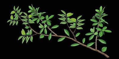 Banyan Baum mit Grün Blätter auf ein dunkel Hintergrund, geeignet zum Broschüre, Flugblatt, Broschüre. vektor