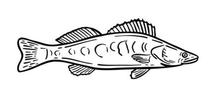 Fisch ist ein Bewohner von das Meer. Vektor Illustration im Gekritzel Stil