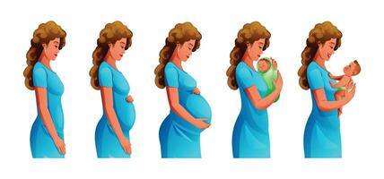 Schwangerschaft Stufen. Änderungen im weiblich Körper während Schwangerschaft. schwanger Frau und Neugeborene Baby. Vektor Karikatur Illustration