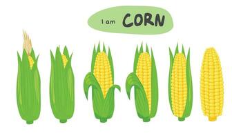 majs vektor uppsättning. majs på de majskolv. majs majskolv tecknad serie. organisk mat, grönsaker begrepp. platt vektor i tecknad serie stil isolerat på vit bakgrund.
