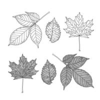 uppsättning av löv av annorlunda träd. aska, lönn, alm löv i ådrad linje grafisk på vit bakgrund. vektor illustration. design element för färg, inbjudan, baner, skriva ut, affisch.