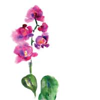 Rosafarbene Orchidee getrennt auf Weiß vektor