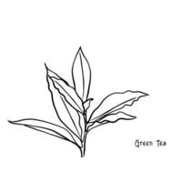 vektor og grön te