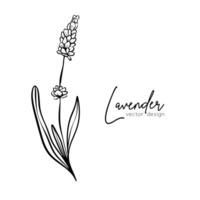 botanisch Linie Illustration von ein Lavendel Ast zum Hochzeit Einladung und Karten, Logo Design, Netz, Sozial Medien und Plakate Vorlage. elegant minimal Stil Blumen- Vektor isoliert.