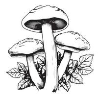 giftig Pilze Vektor Illustration gezeichnet durch Hand, Familie von ungenießbar Pilze gefährlich Pilze, Pilz, fliegen Pilz, Weiß Pilz, Familie von Pilze isoliert auf ein Weiß Hintergrund
