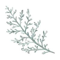 staubig Müller, Silber jacobaea Maritima Pflanze. Winter botanisch Blätter. Hand gezeichnet Aquarell Illustration. Blumen- Pflanze Design zum Hochzeit Einladung, Etikett, Pack, Weihnachten, Gruß, Hintergrund vektor