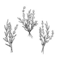 uppsättning av bukett lavendel- blomma linje konst teckning. hand dragen svart bläck skiss. design för tatuering, bröllop inbjudan, logotyp, kort, förpackning och märkning. botanisk vektor illustration