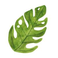 tropisk monstera blad. hand dragen vattenfärg illustration. vektor