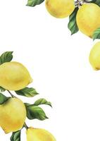 Zitronen sind Gelb, saftig, reif mit Grün Blätter, Blume Knospen auf das Geäst, ganze und Scheiben. Aquarell, Hand gezeichnet botanisch Illustration. rahmen, Vorlage auf ein Weiß Hintergrund vektor