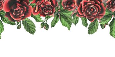 röd svart reste sig blommor med grön löv och knoppar, chic, ljus, skön. hand dragen vattenfärg illustration. sömlös gräns en vit bakgrund, för dekoration och design. vektor