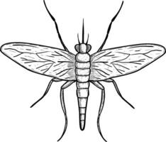 skizzieren von Moskito Insekt Tier auf Weiß vektor