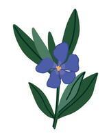 snäcka växt ClipArt. vinca mindre blomma i tecknad serie stil. botanisk vektor illustration isolerat på vit.