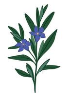 snäcka växt ClipArt. vinca mindre blomma i tecknad serie stil. botanisk vektor illustration isolerat på vit.