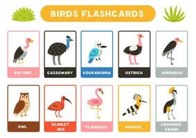 süß Vögel mit Namen. Karteikarten zum Lernen Englisch. vektor