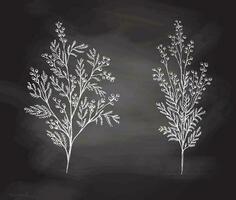 handgemalt Mimose skizzieren Satz. einfarbig Blume Gekritzel auf Tafel Hintergrund. schwarz und Weiß Jahrgang Element. Vektor skizzieren. detailliert retro Stil.
