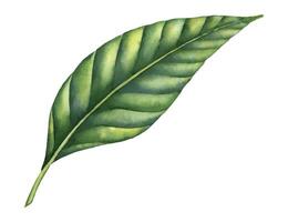 handflatan blad vattenfärg illustration. hand dragen grön gren av djungel tropisk träd på isolerat bakgrund. skiss av regnskog lövverk för ikon. färgrik botanisk målning av mangostan växt vektor