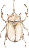 Käfer mit Aquarell gemalt vektor