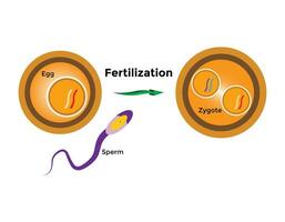 Mensch Düngung ist das Union von ein Mensch Ei und Sperma vektor