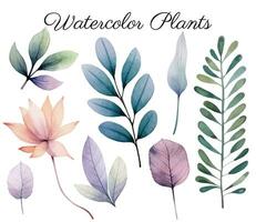 Aquarell botanisch Satz. zart Aquarell Pflanzen zum Hochzeit Einladungen, Plakate. Vektor Pflanzen Pastell- Farben.