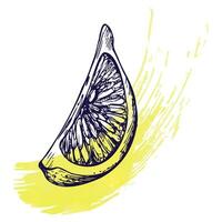 ein Schnitt Stück von Zitrone mit Gelb Spritzer. Grafik botanisch Illustration Hand gezeichnet im Blau Tinte. isoliert Objekt eps Vektor. vektor