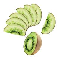 hand dragen vattenfärg grön kiwi frukt för diet och friska livsstil, sallad vegan rå matlagning. illustration sammansättning isolerat på vit bakgrund. design för affisch, skriva ut, hemsida, kort, meny vektor