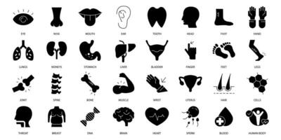 Anatomie Symbole Satz. einstellen von editierbar Schlaganfall icons.vektor einstellen von Anatomie vektor