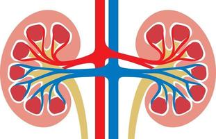 menschliches Nierenorgan vektor