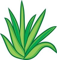 Aloe Vera Pflanze vektor