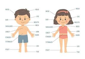 Körper Teile Diagramm Karikatur Clip Art. süß Junge und Mädchen mit Körper Teile Namen, lehrreich Poster zum Kinder. Mensch Körper Vektor Illustration eben Karikatur Stil. Kopf, Auge, Nacken, Schulter, Brust, Bein, Fuß