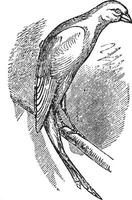 schottisch schick Kanarienvogel oder schottisch Kanarienvogel, Jahrgang Gravur. vektor