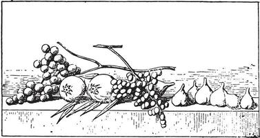 fikon och vindruvor, årgång gravyr. vektor