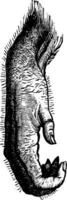 orangutang hand, årgång gravyr. vektor