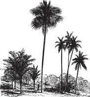 Sago, gewöhnliche Palme Baum, Areca Katechu, Jahrgang Gravur. vektor