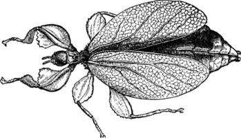 Phylliidae, Jahrgang Gravur. vektor
