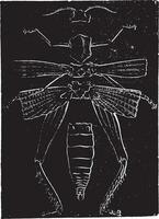 skelett- anatomi av en gräshoppa, årgång gravyr. vektor