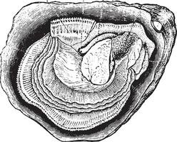 anatomi av de ostron, årgång gravyr. vektor