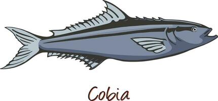 Cobia, Farbe Illustration vektor