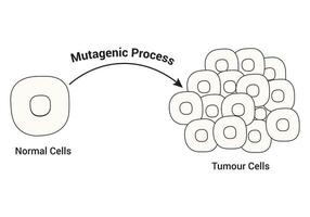 normal Zellen und Tumor Zellen Design Wissenschaft Vektor Illustration