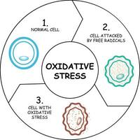 oxidativ påfrestning diagram vektor illustration design