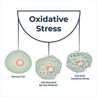 oxidativ påfrestning diagram vektor illustration design