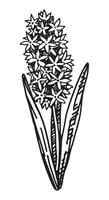 hyacint skiss. vår tid blomma ClipArt. hand dragen vektor illustration isolerat på vit bakgrund.