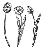Frühling Zeit Blumen Sammlung. Clip Art einstellen von Tulpen Skizzen. Hand gezeichnet Vektor Illustration isoliert auf Weiß.