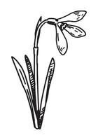 snödroppe skiss. vår tid blomma ClipArt. hand dragen vektor illustration isolerat på vit bakgrund.