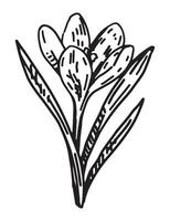 krokus skiss. vår tid blomma ClipArt. hand dragen vektor illustration isolerat på vit bakgrund.
