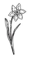 Narzisse skizzieren. Frühling Zeit Blume Clip Art. Hand gezeichnet Vektor Illustration isoliert auf Weiß Hintergrund.
