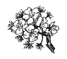 aprikos blomning kvist skiss. vår tid träd gren ClipArt. hand dragen vektor illustration isolerat på vit bakgrund.